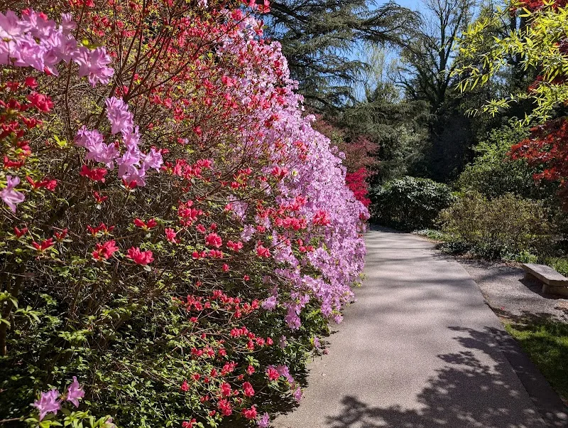 Biltmore Azalea Garden