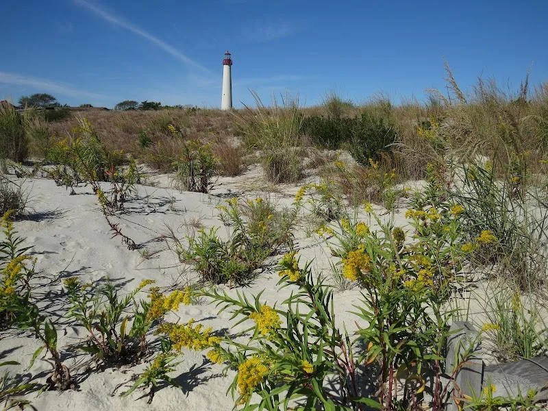 South Cape May Meadows Preserve