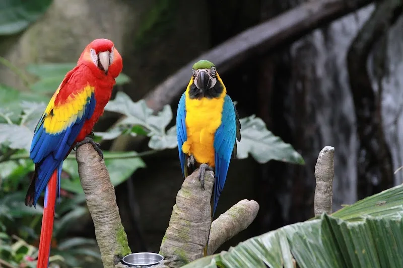 Rainforest Pyramid